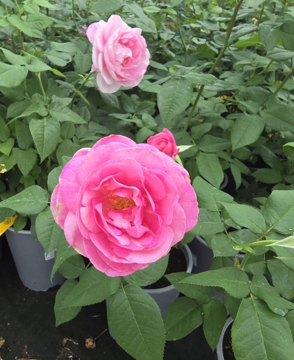 Daugiametė gėlė, rožė, vazono skersmuo 19 cm