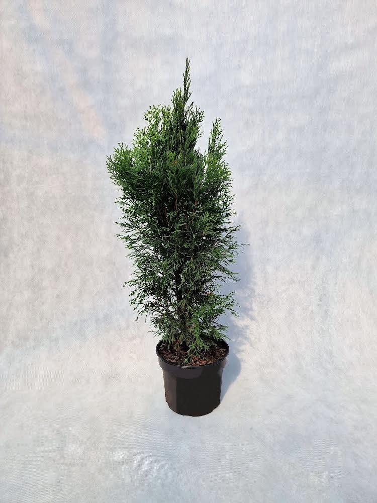 Spygliuotis, vakarinė tuja "Smaragd", aukštis 70-80 cm., vazonas 5 l.
