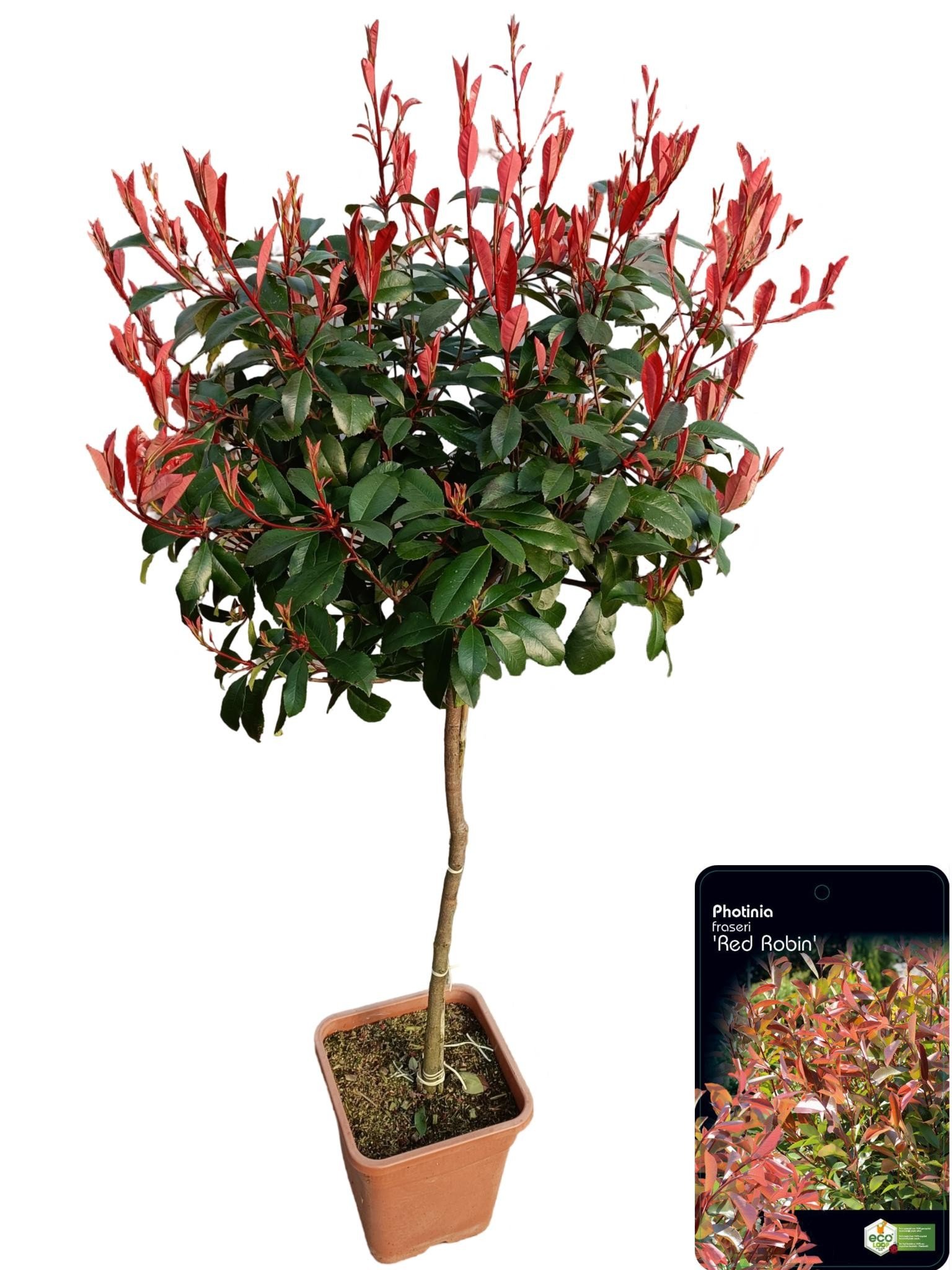 Dekoratyvinis krūmas, fotinija "Red Robin", ant stiebo, vazonėlio skersmuo 32 cm.