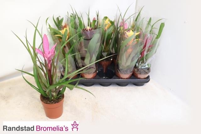 Kambarinis augalas, bromelija, vazonėlio skersmuo 12 cm.