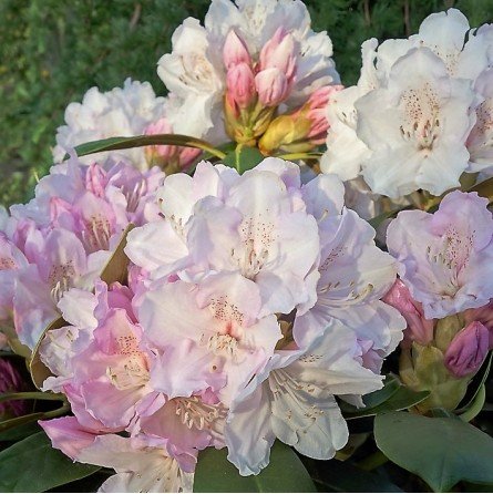 Dekoratyvinis krūmas, rododendras, jakušimaninis "Schneekrone"