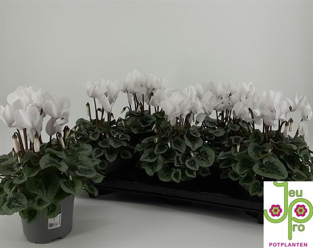 Kambarinis augalas, ciklamenas "Rembrant", vazono skersmuo 12 cm.