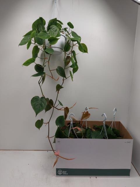 Kambarinis augalas, filodendras "Scandens", vazonėlio skersmuo 17 cm.