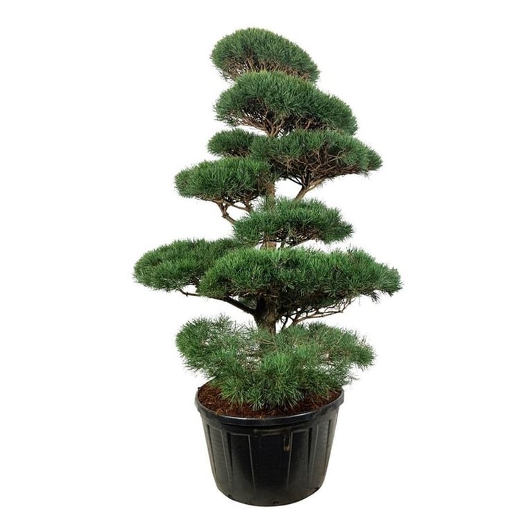 Spygliuotis, pušis paprastoji (bonsai), aukštis 175-200 cm., vazonas 285 l.