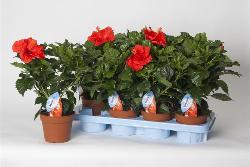 Kambarinis augalas, kinrožė, vazonėlio skersmuo 13 cm.