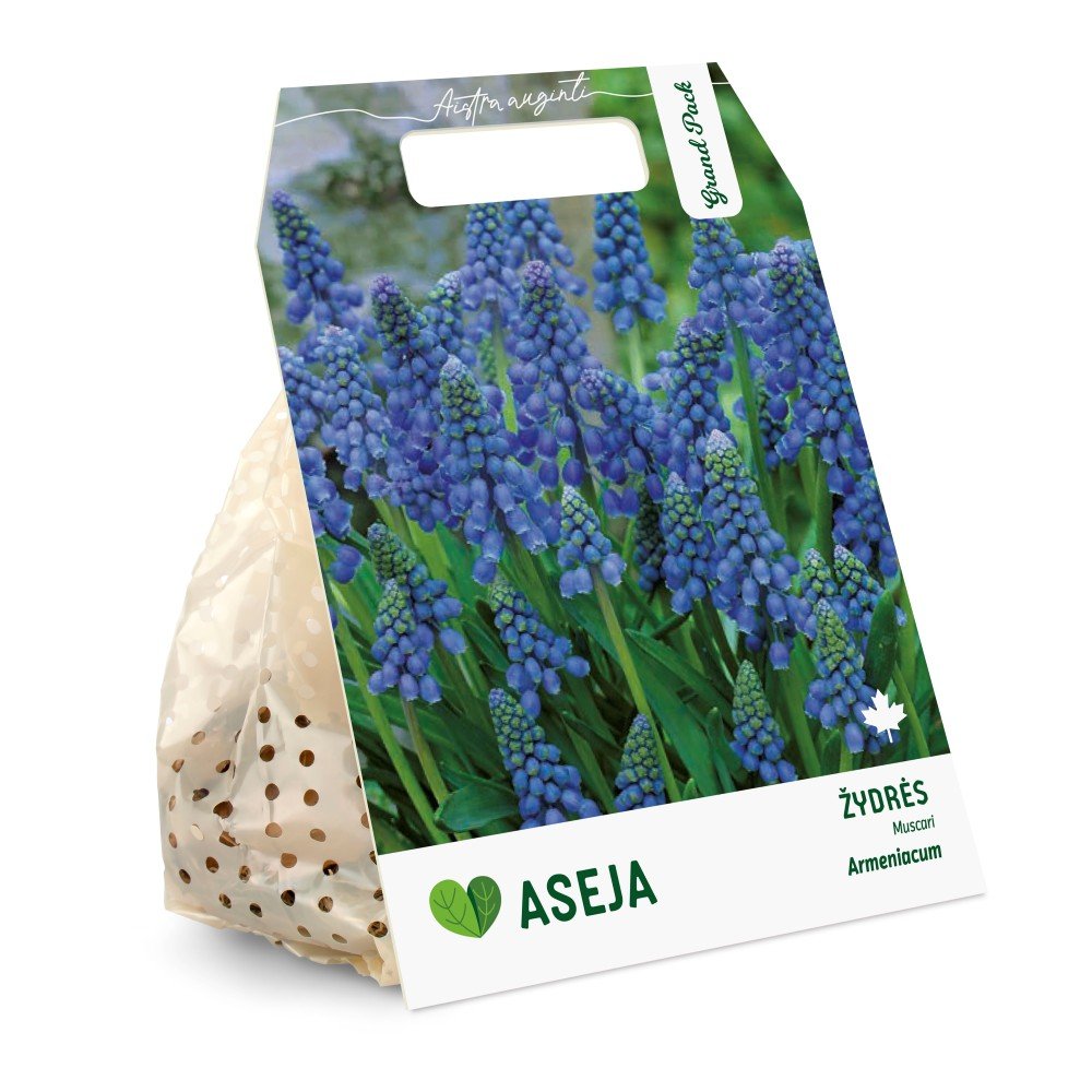 Armėninių žydrių svogūnėliai ASEJA Grand Pack, 50 vnt., 6/7, 504313, (R)