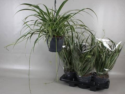 Kambarinis augalas, chlorofitas, vazonėlio skersmuo 19 cm.