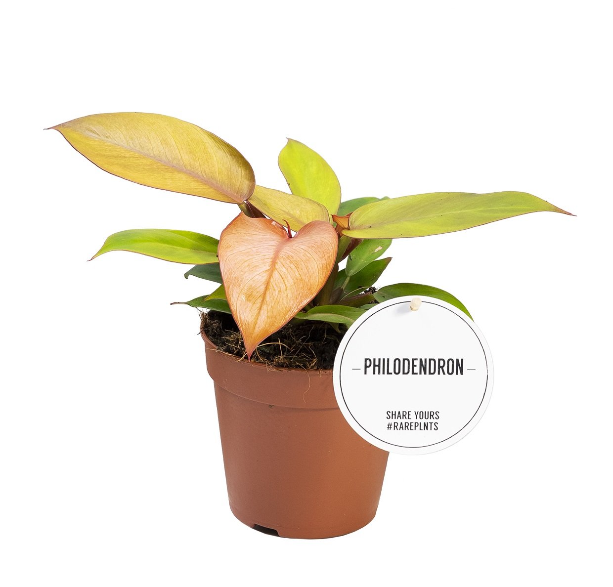Kambarinis augalas, filodendras "Prince Orange", vazonėlio skersmuo 12 cm.