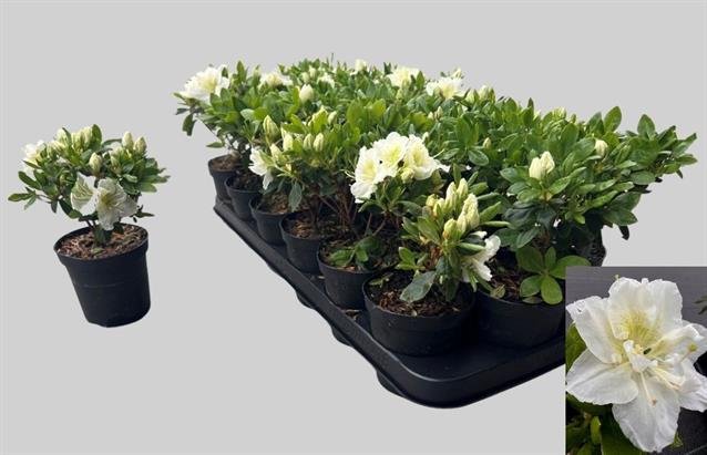 Dekoratyvinis krūmas, azalija "White", vazonėlio skersmuo 9 cm.