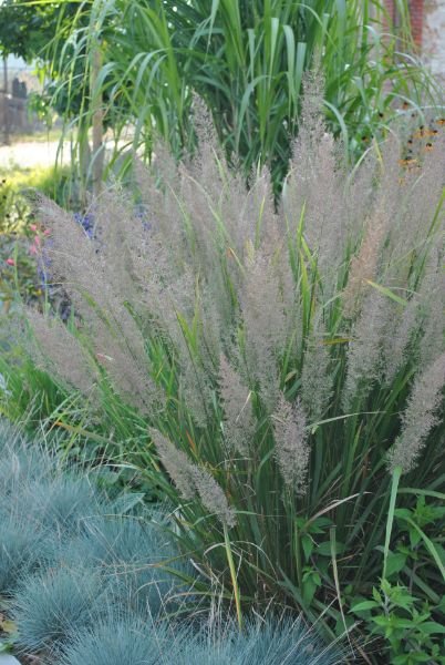 Žolinis augalas, korėjinis lendrūnas, vazonas 2 l.