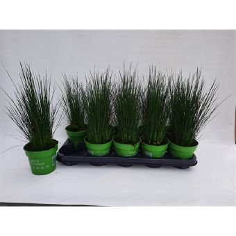 Žolinis augalas, vikšris, vazonėlio skersmuo 12 cm.