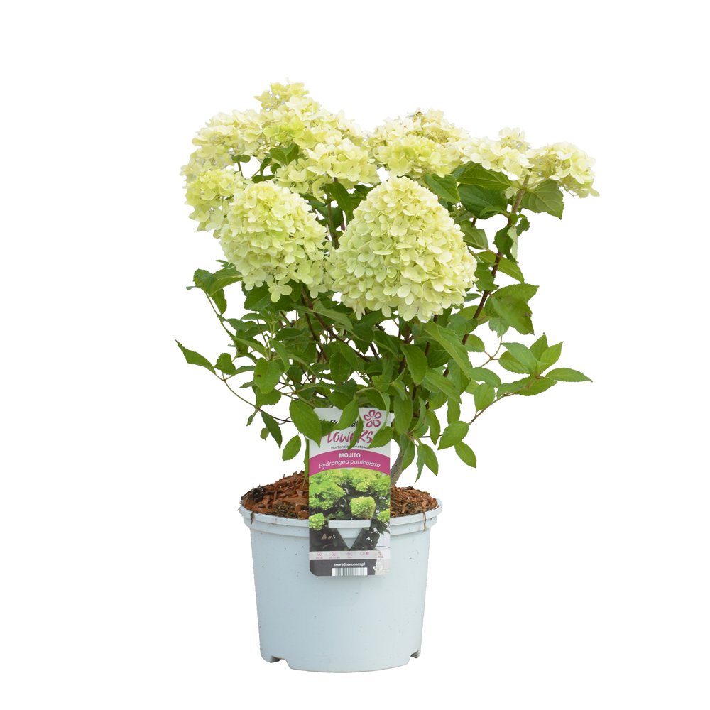 Dekoratyvinis krūmas, hortenzija šluotelinė, vazonas 5 l.