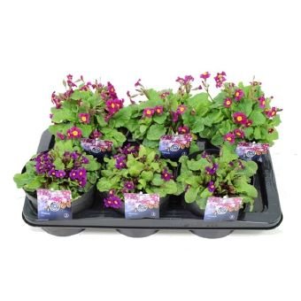 Daugiametė gėlė, raktažolė, vazono skersmuo 17 cm.