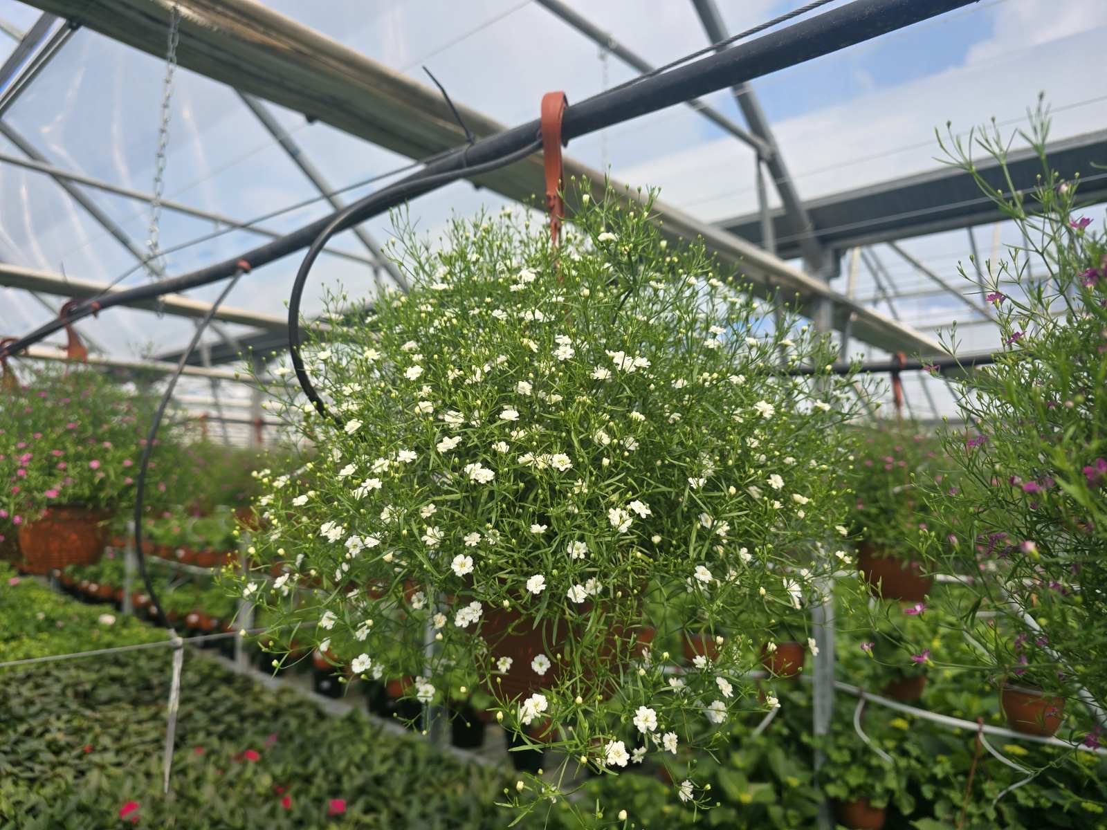 Vienmetė gėlė, guboja, pakabinamame vazone, vazono skersmuo 15 cm.