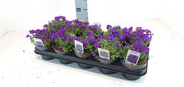 Alpinariumo augalas, aubretė, vazonėlio skersmuo 12 cm.