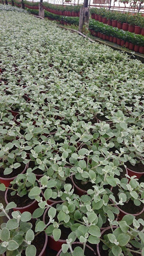 Vienmetė gėlė, šlamutis, vazonėlio skersmuo 10 cm.