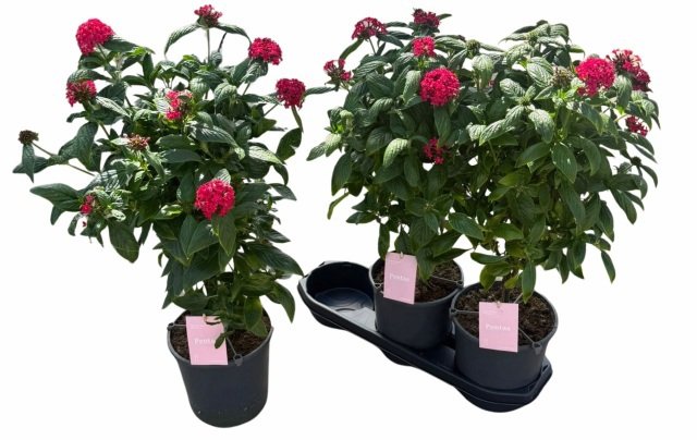 Vienmetė gėlė, pentas (Egipto žvaigždė), ant stiebo, vazonėlio skersmuo 19 cm.