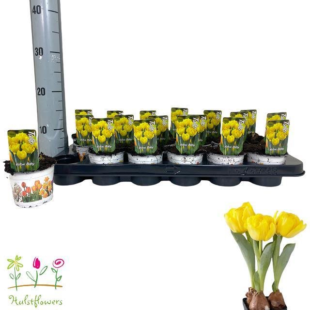 Daugiametė gėlė, tulpė (pilnavidurė), vazonėlio skersmuo 9 cm.