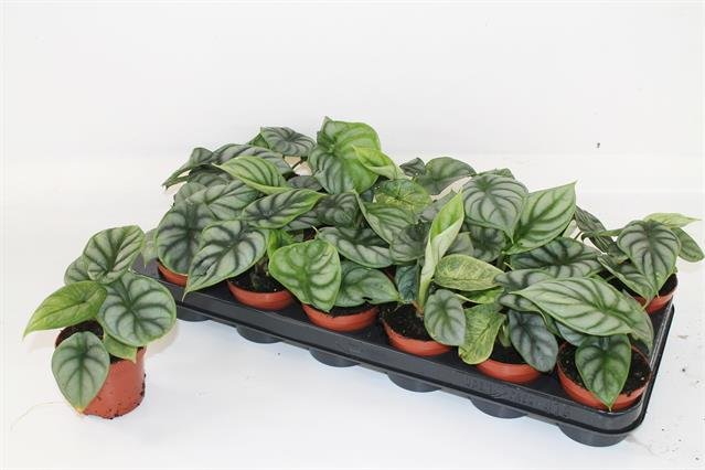 Kambarinis augalas, alokazija "Dragon Scale", vazonėlio skersmuo 8 cm.