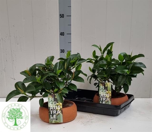 Kambarinis augalas, fikusas "Rub Australis", vazonėlio skersmuo 18 cm.