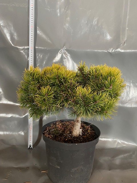 Spygliuotis, kalninė pušis "Ophir", vazonėlio skersmuo 23 cm.