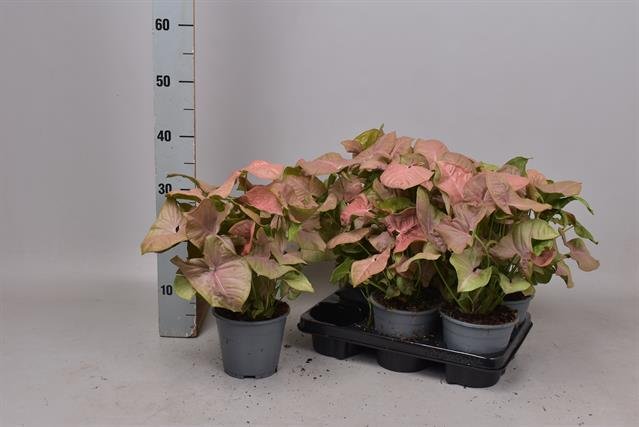 Kambarinis augalas, singonis "Pink", vazonėlio skersmuo 14 cm.