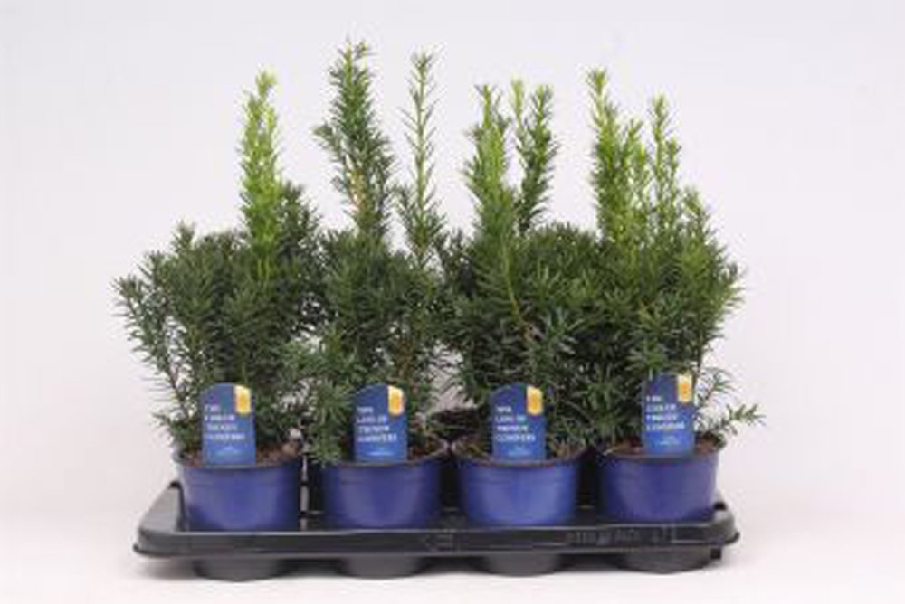 Spygliuotis, kukmedis tarpinis "Hicksii", vazonėlio skersmuo 13 cm.