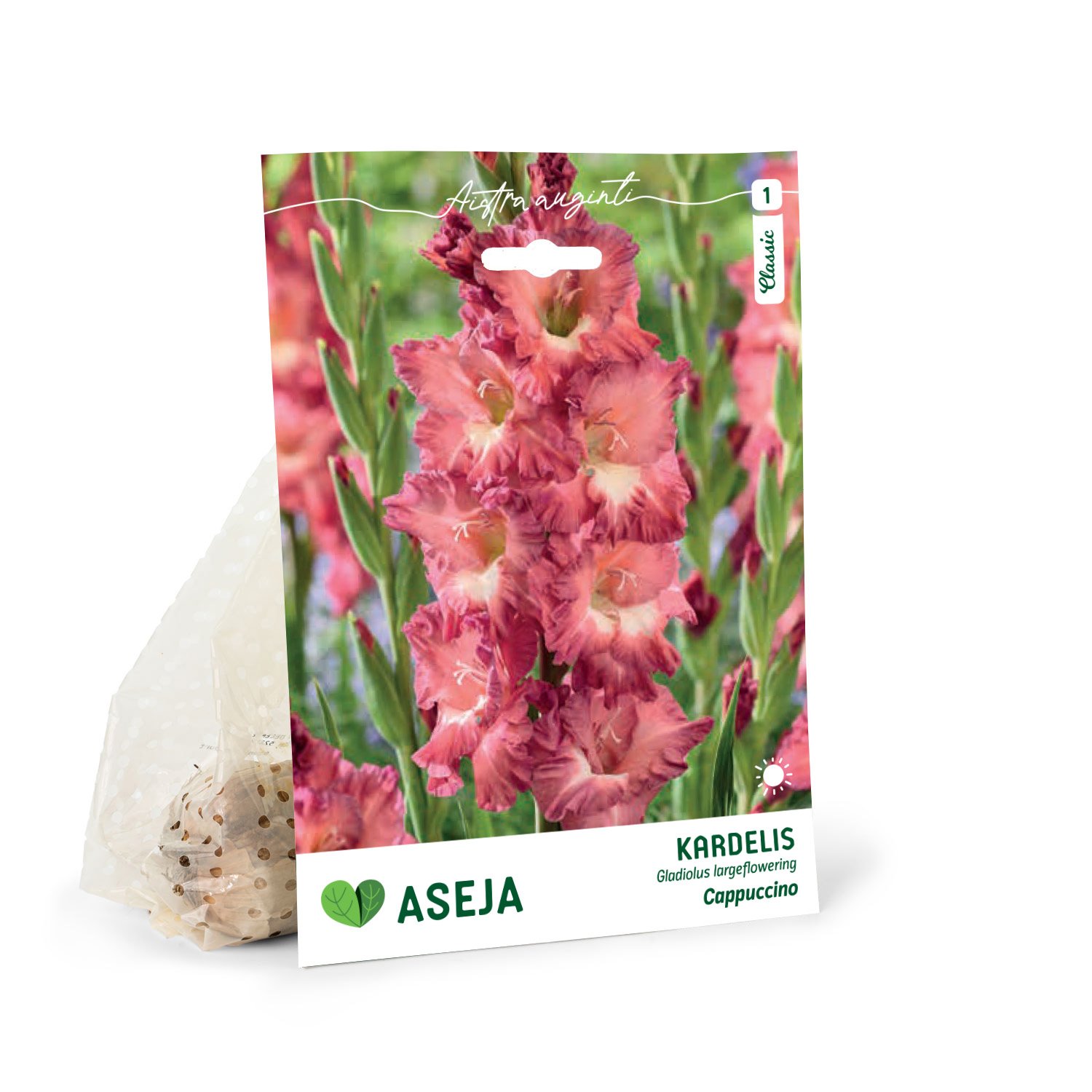 Didžiažiedžių kardelių svogūnėliai ASEJA Cappuccino, 5 vnt., 10/12, 83975110, (P)