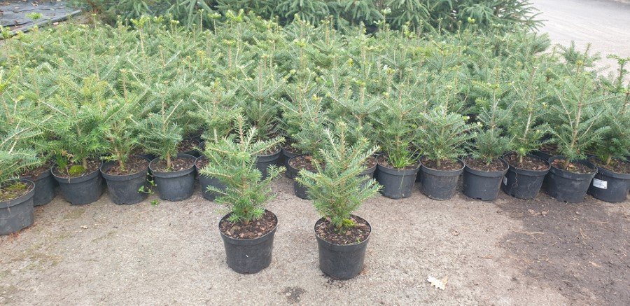 Korėjinis kėnis (Abies koreana), augintas vazone, aukštis 20-30 cm.
