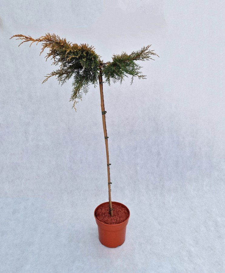 Spygliuotis, kadagys tarpinis "Gold Star", vazonas 7,5 l.