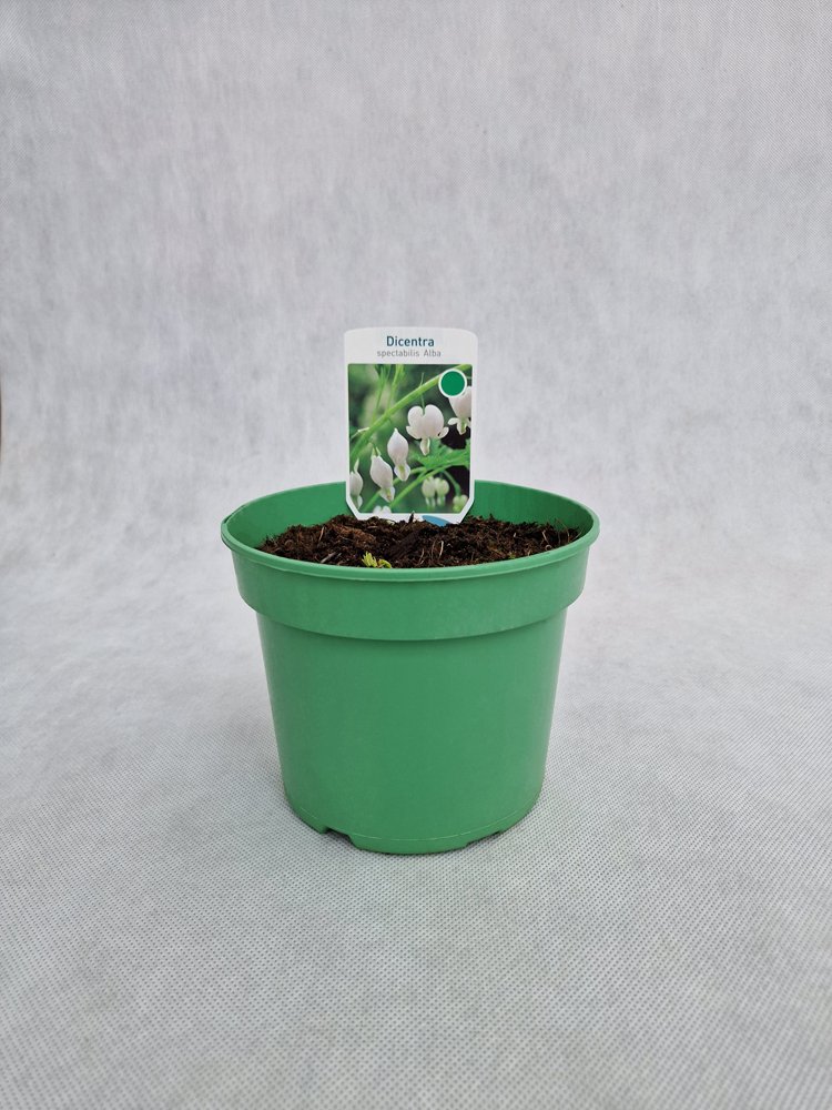 Daugiametė gėlė, auskarėliai dailieji "Alba", vazonas 1,5 l.