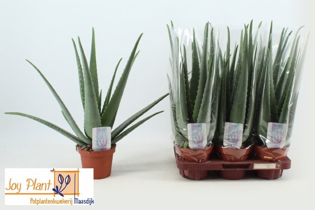 Kambarinis augalas, alavijas (Aloe Vera), vazonėlio skersmuo 14 cm.