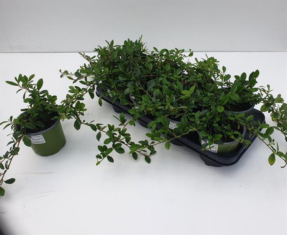 Dekoratyvinis krūmas, kaulenis "Dammeri", vazonėlio skersmuo 13 cm.