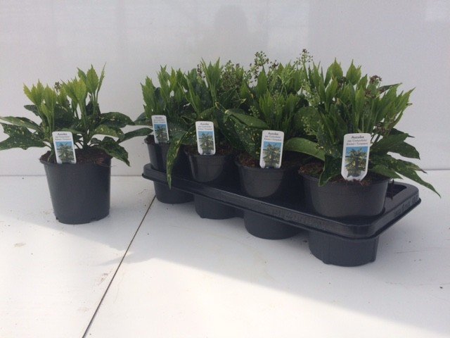 Dekoratyvinis krūmas, japoninė aukuba, vazonėlio skersmuo 14 cm.