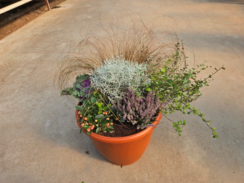 Vienmetė gėlė, rudeninių gėlių kompozicija PDB, vazonėlio skersmuo 40 cm.