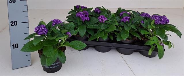 Vienmetė gėlė, kvapnusis heliotropas, vazonėlio skersmuo 12 cm.