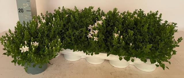 Daugiametė gėlė, katilėlis "White", vazonėlio skersmuo 12 cm.