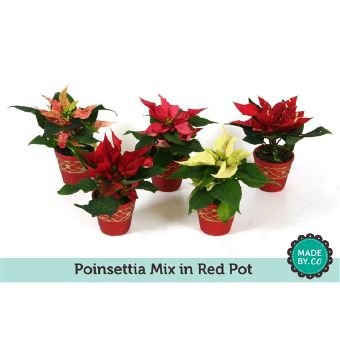 Kambarinis augalas, puansetija keraminiame vazonėlyje, vazonėlio skersmuo 6 cm.