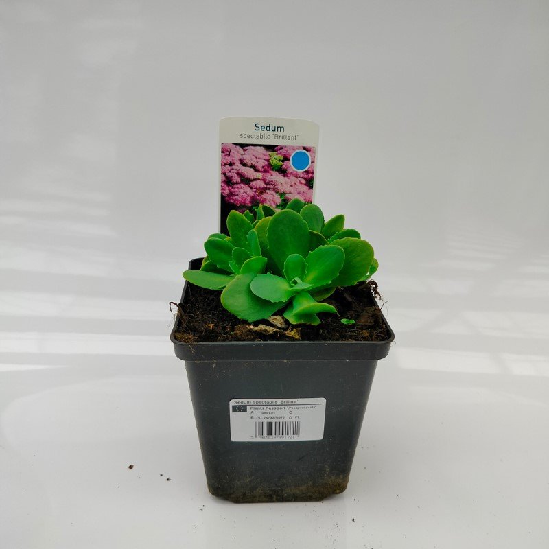 Daugiametė gėlė, šilokas "Brillant", vazonėlio skersmuo 11 cm.