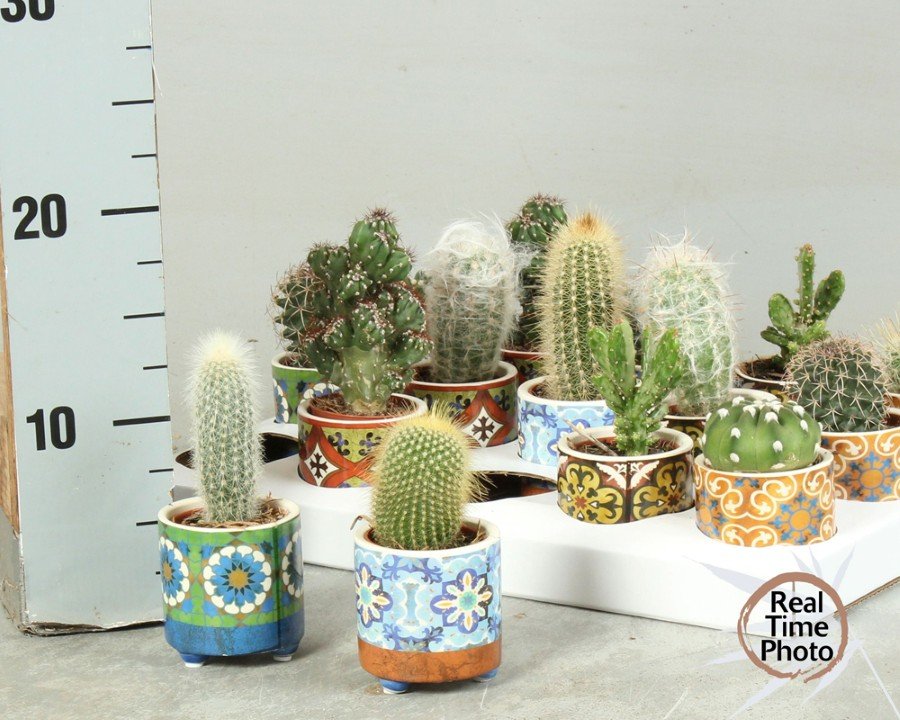 Kambarinis augalas, kaktusas, įvairūs, vazonėlio skersmuo 6 cm.