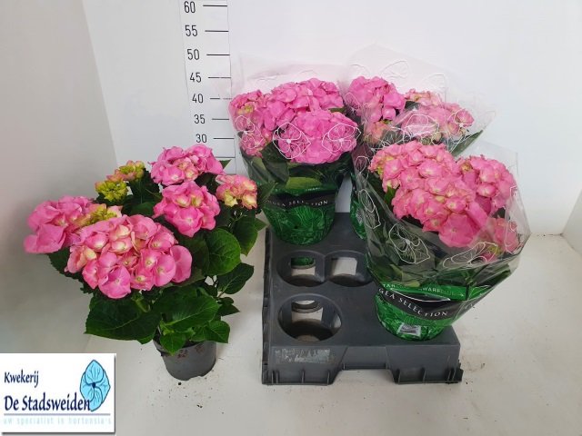 Dekoratyvinis krūmas, hortenzija "Berlin Spree", vazono skersmuo 15 cm.