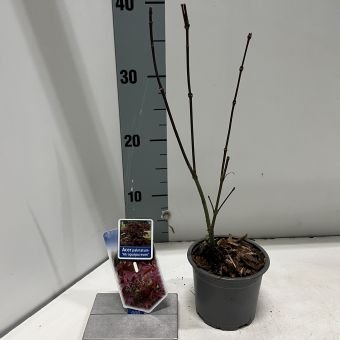 Dekoratyvinis medis, plaštakinis klevas "Atropurpureum", vazonėlio skersmuo 11 cm.