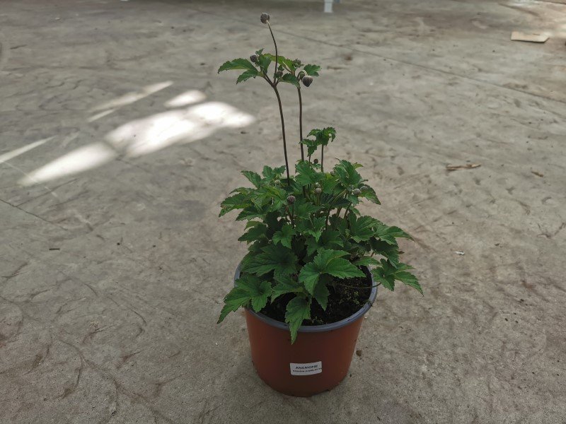 Daugiametė gėlė, plukė, vazonėlio skersmuo 19 cm.