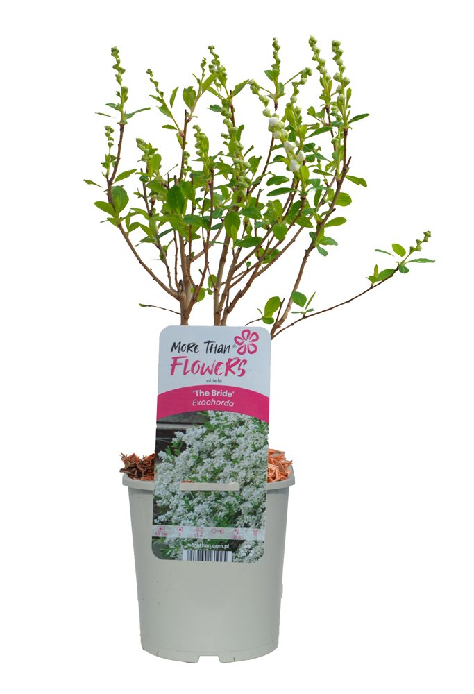 Dekoratyvinis krūmas, egzochorda didžiažiedė "The Bride Pearl bush", vazonas 2 l.