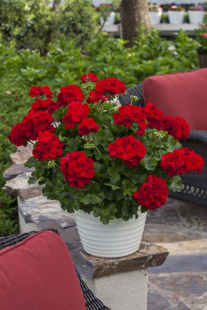 Vienmetė gėlė, hibridinė pelargonija "Calliope", vazonėlio skersmuo 12 cm.