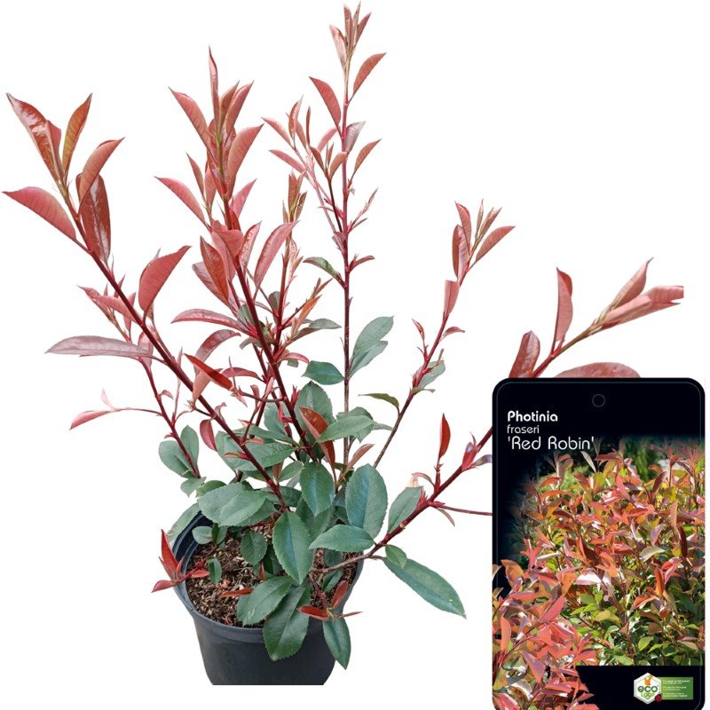 Dekoratyvinis krūmas, fotinija "Red Robin", vazonėlio skersmuo 18 cm.