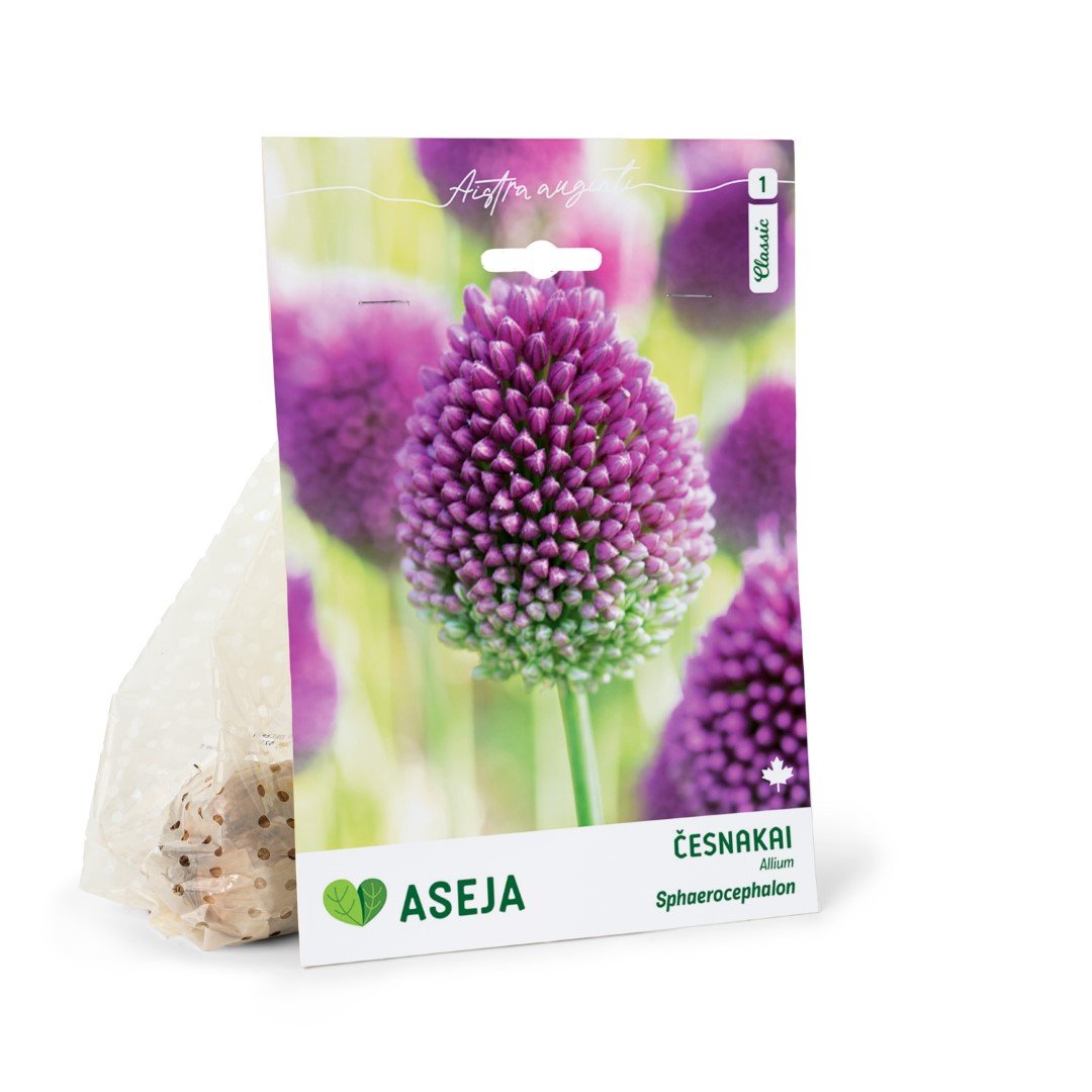 Dekoratyvinių česnakų Sphaerocephalon svogūnėliai ASEJA, 8 vnt., 5/+, 32913105, (R)