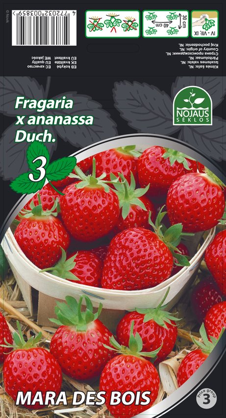 Braškių daigai (frigo) Mara des Bois A, 3 vnt.