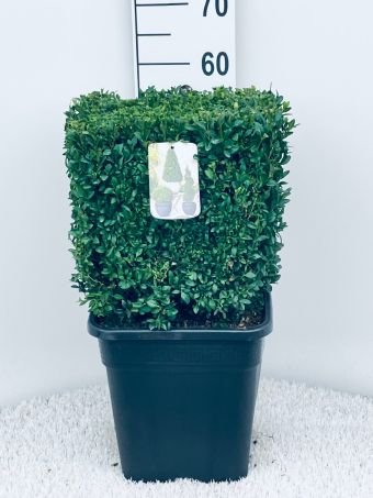 Dekoratyvinis krūmas, buksmedis paprastasis, kvadrato formos, aukštis 30-35 cm., vazonėlio skersmuo 32 cm.