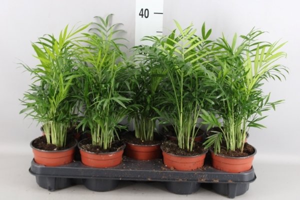 Kambarinis augalas, grakščioji chamedorėja, vazonėlio skersmuo 12 cm.